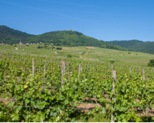 La d&eacute;couverte du vignoble - Pays d'Eguisheim et de Rouffach