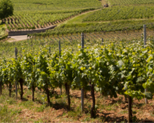 Vignoble et vallon d'Alsace - Pays d'Eguisheim et de Rouffach Vignoble et vallon d'Alsace - Pays d'Eguisheim et de Rouffach