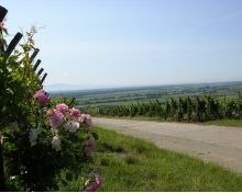 Roseraie et Grand Cru Hatschbourg Hattstatt Voegtlinshoffen