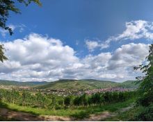 Vignoble et Collines S&egrave;ches Bollenberg
